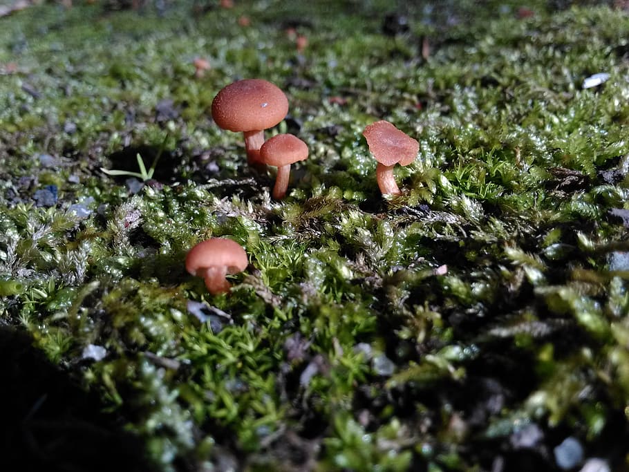mushrooms, macro, nature, fungus, forest, autumn, moss, food HD wallpaper