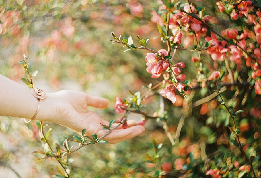 person holding pink flower, person holding red flowers, hand HD wallpaper