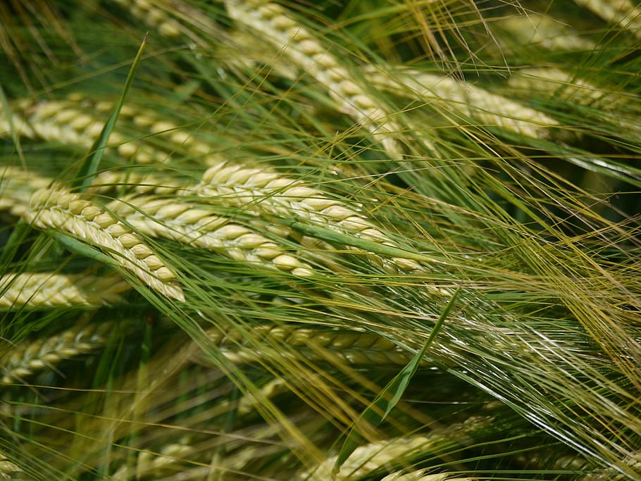 barley field, spike, endless, cereals, agriculture, nature, HD wallpaper