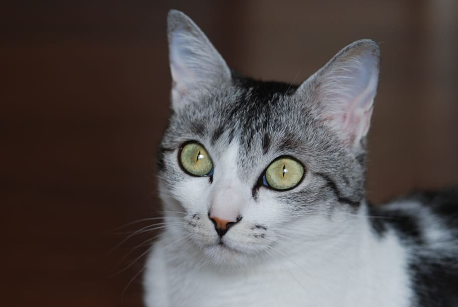 close-up of white and grey cat, Cute, Mackerel, Pattern, sabaneko HD wallpaper
