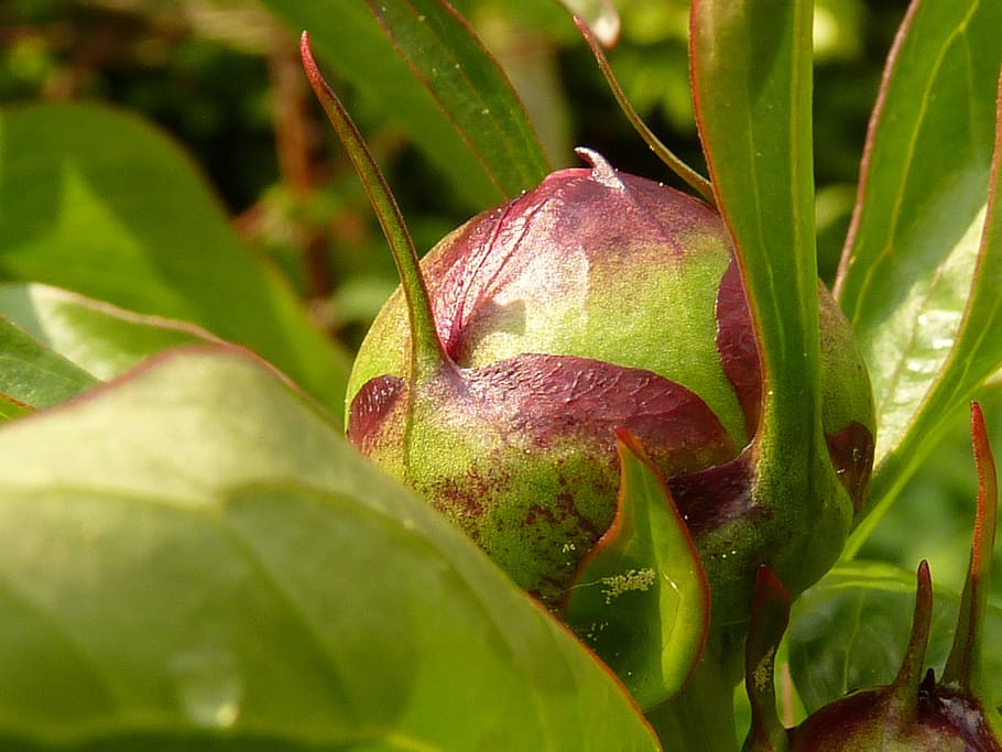 peony, bud, bush, leaf, plant part, healthy eating, food, food and drink HD wallpaper