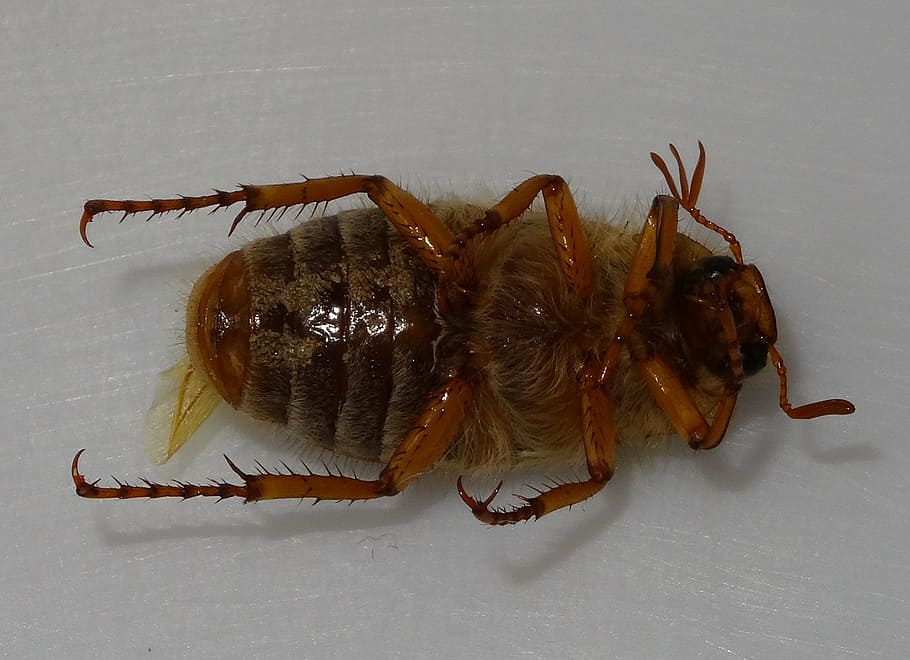 chafer, beetle, bottom, rhizotrogus marginipes, aphid, animal HD wallpaper