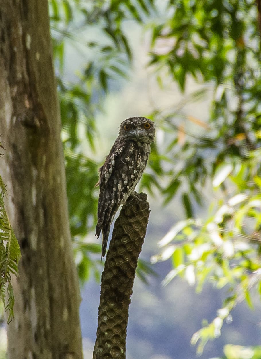 Hd Wallpaper: Marbled Frogmouth, Podargus Ocellatus, Bird, Feathers 