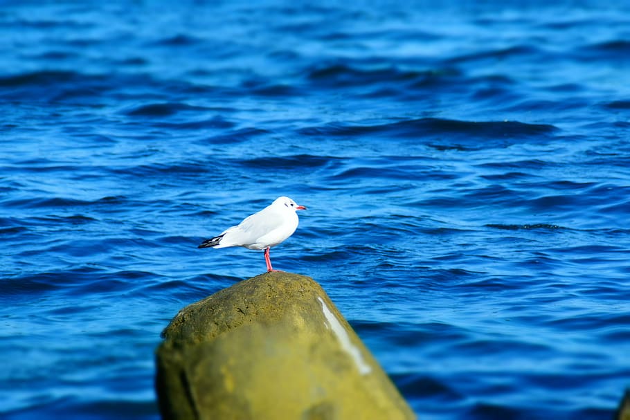 gull, bird, sea, stone, natural beauty, birds, animal, water HD wallpaper