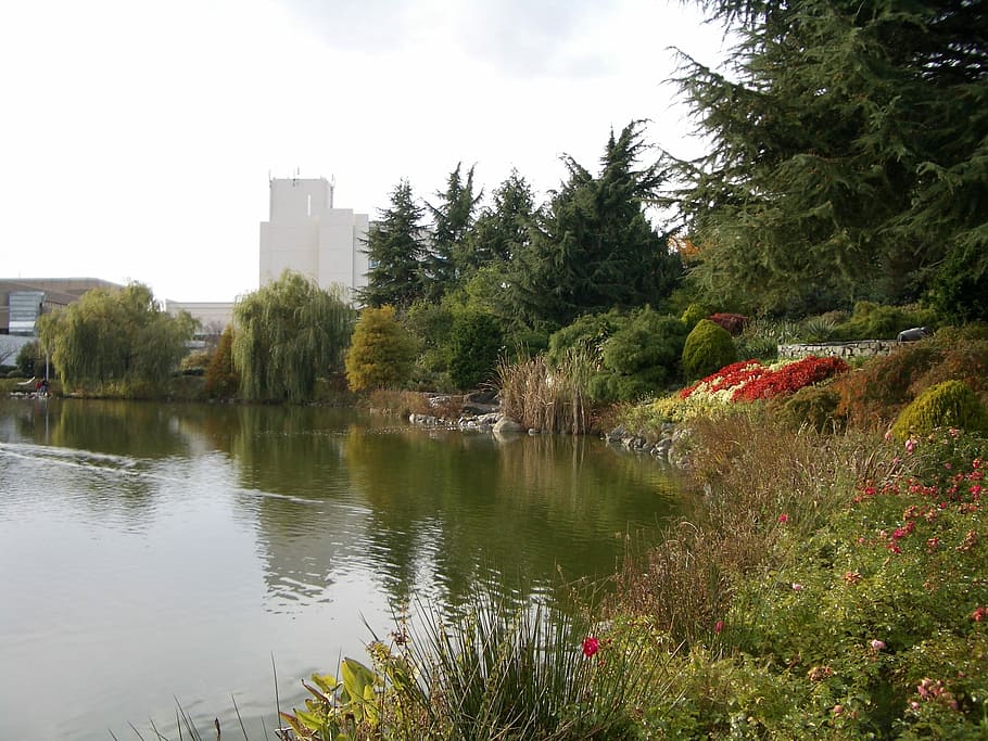 Sky, Tree, Lake, Nature, Park, Flowers, city park, reflection HD wallpaper