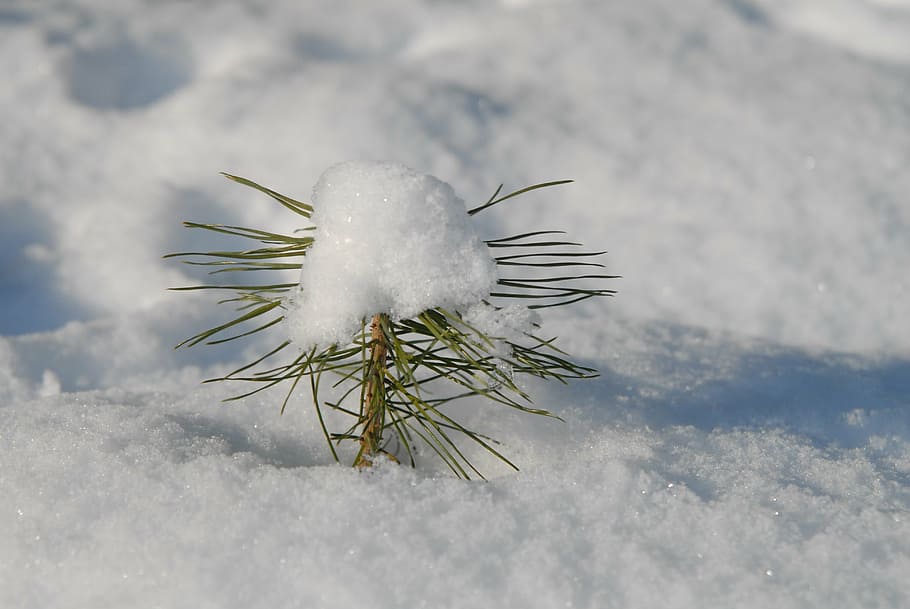conifer, scion, winter, snow, cold, cold temperature, nature HD wallpaper