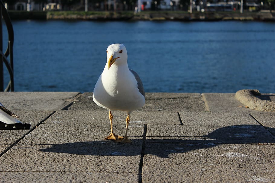 porto river, seagull, forward, bird, animal themes, vertebrate HD wallpaper