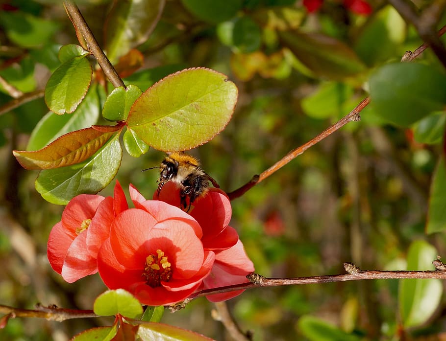 Blossom, Bloom, Flower, Hummel, red, insect, close, fly, calming HD wallpaper