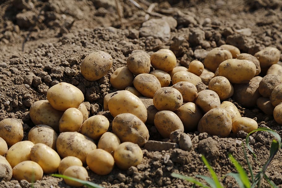 mount of potatoes, agriculture, food, eat, earth, harvest, crop, HD wallpaper