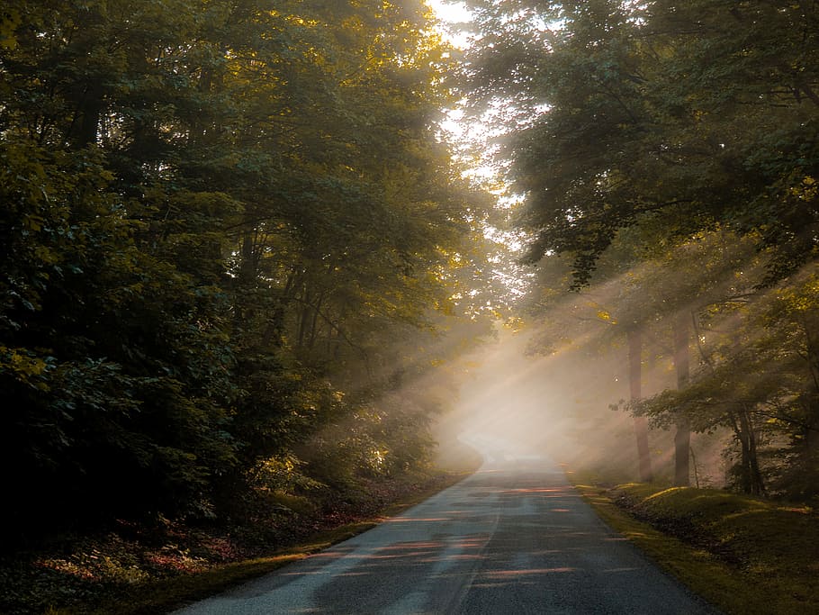 sun rays through the trees, grey and black concrete road between green forest trees with sun reflection during daytime