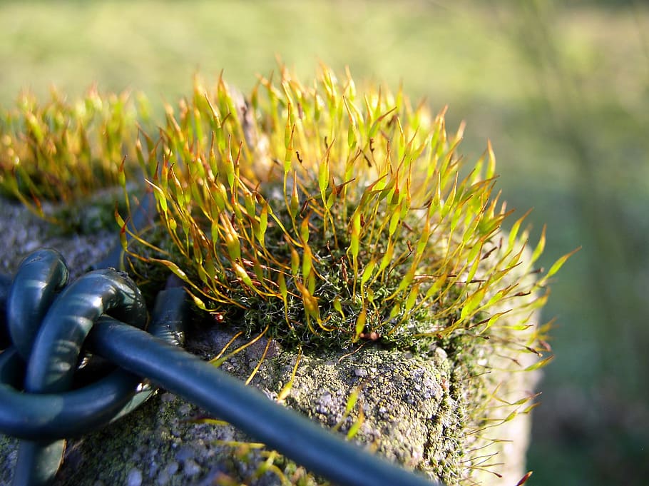 moss, wall, wire mesh, plant, nature, no people, growth, selective focus HD wallpaper