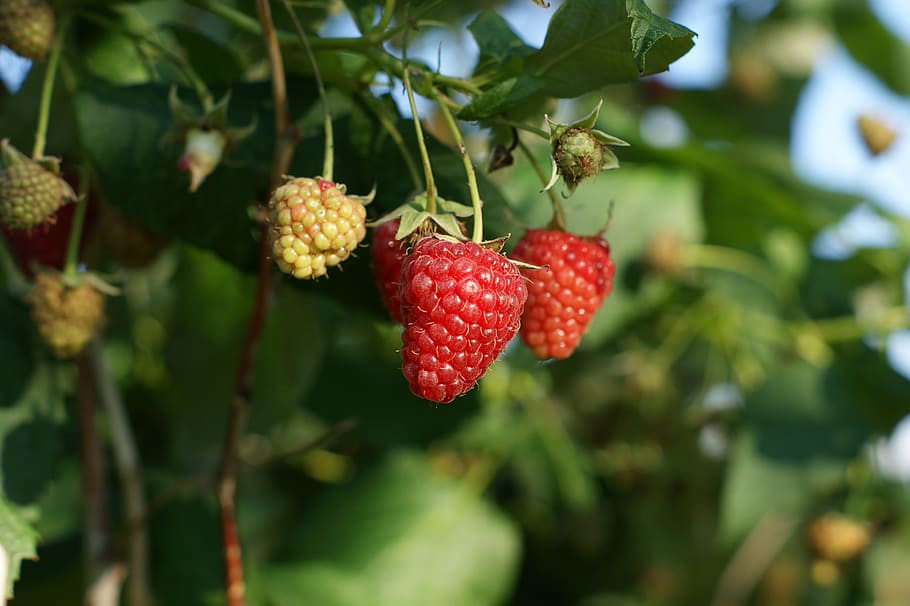fruit, malina, red, sad, healthy, sweet, raspberries, ripe raspberries HD wallpaper
