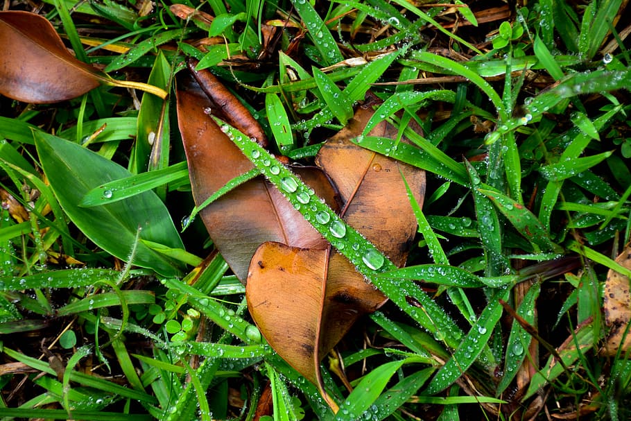 close-up, dew, dry leaves, grass, wet, leaf, nature, brown HD wallpaper