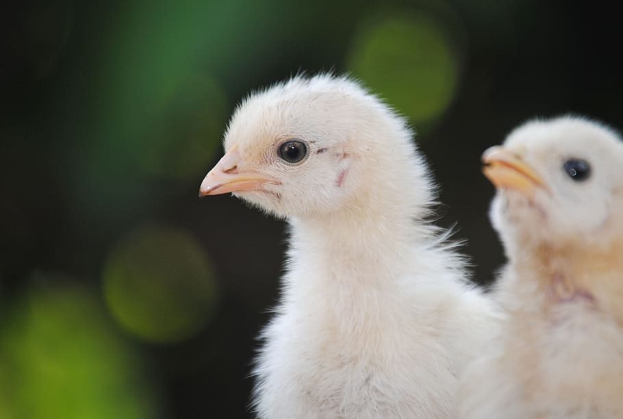 closeup photo of two yellow chicks, egg, hatching, bird, nature HD wallpaper