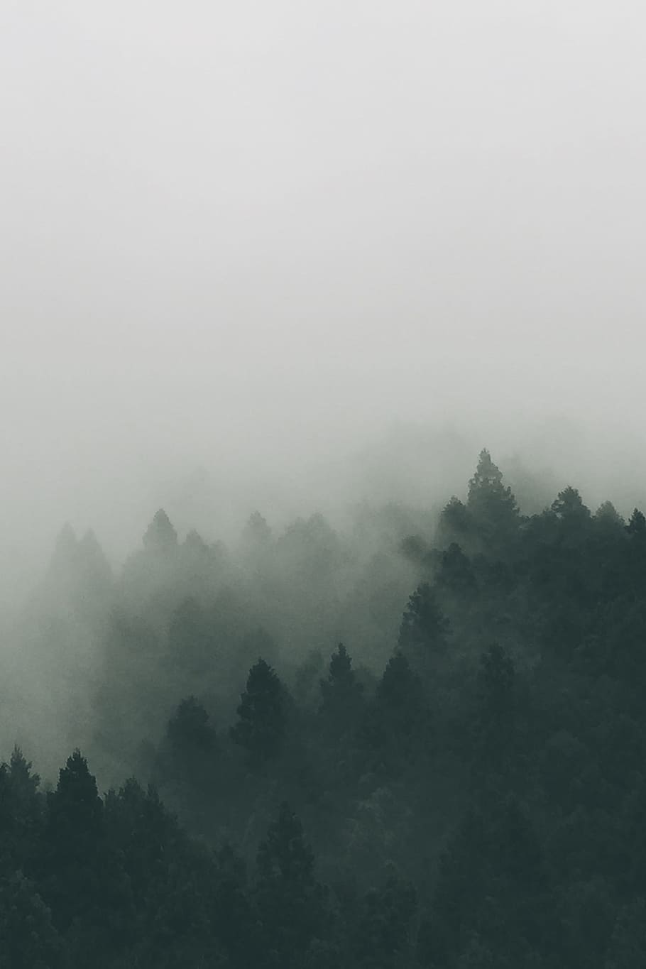 forest covered with fogs, aerial photography of forest during daytime HD wallpaper