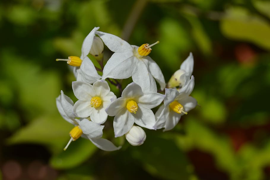 nature, flower, leaf, garden, flowering plant, freshness, fragility HD wallpaper