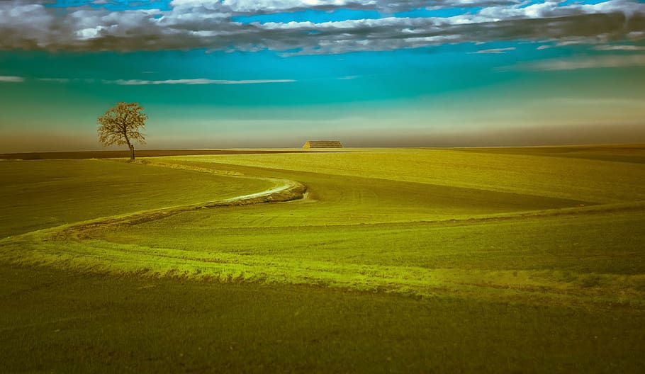 field, spring, tree, figure, summer, landscape, flowers, rapeseed HD wallpaper