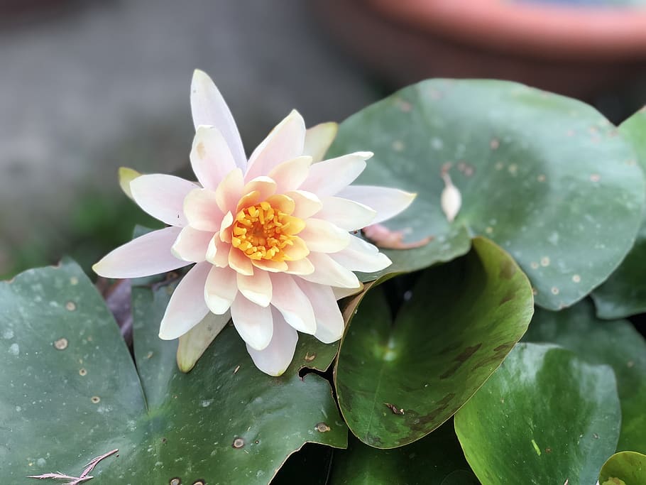 plant, flower, foliage, nature, leaf, plant part, flowering plant HD wallpaper