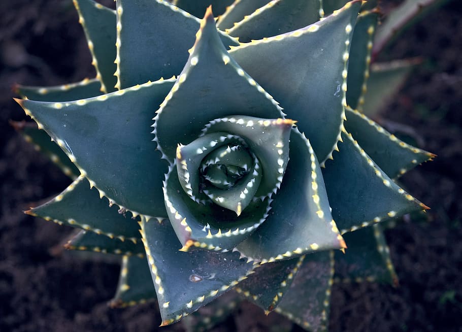 plant, succulent, cacti, botany, pattern, close-up, thorn, succulent plant HD wallpaper