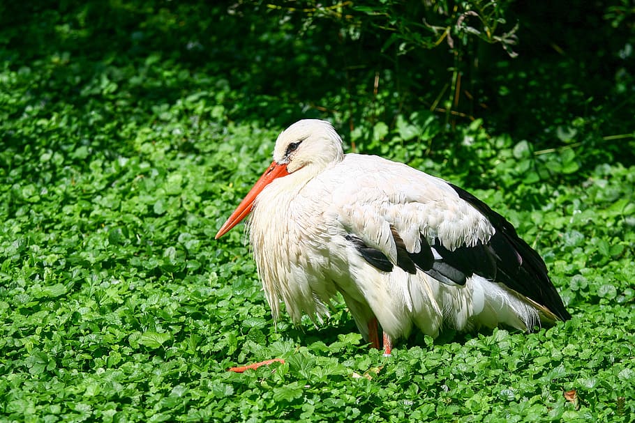 Stork, Sleep, Sit, Idyllic, Break, green, bird, animal, wildlife HD wallpaper