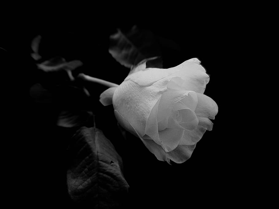 HD wallpaper: grayscale photography of rose, flower, white roses, black,  background | Wallpaper Flare