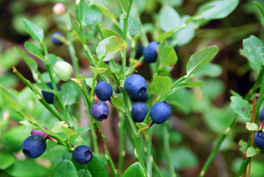 blueberries, sprigs, summer berries, fruit, food and drink HD wallpaper