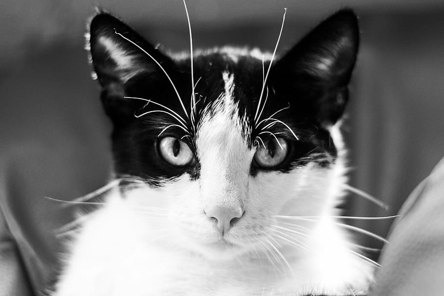 cat, kitten, tomcat, a young kitten, black and white, black and white cat HD wallpaper