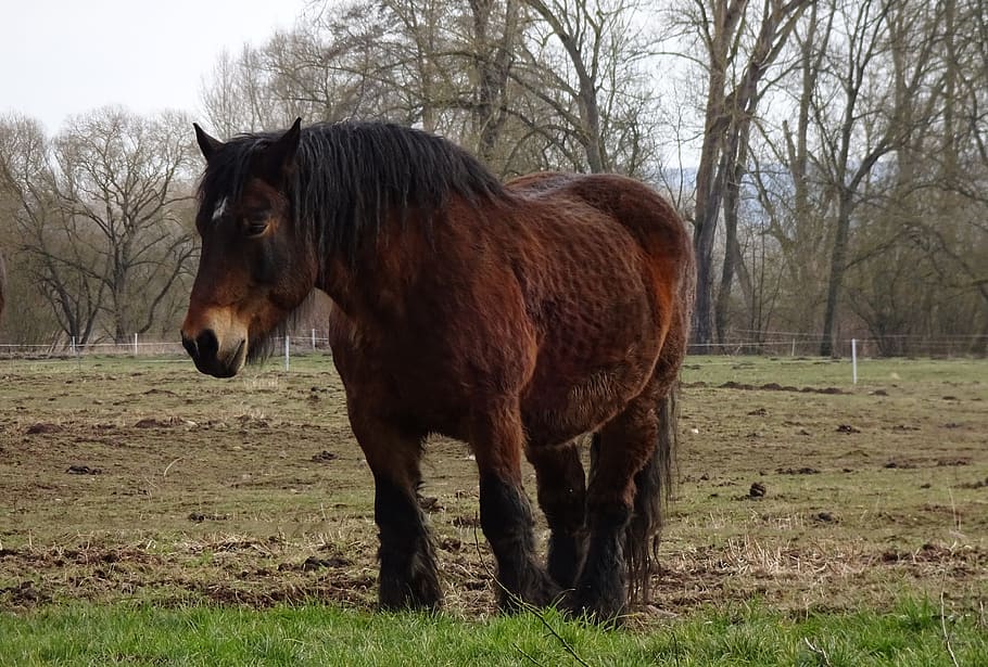 horse, pasture, kaltblut, coupling, livestock, field, domestic animals HD wallpaper