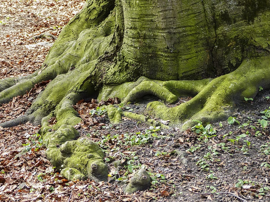 Roots, Trees, Forest Floor, moss covered roots, branch, environment HD wallpaper