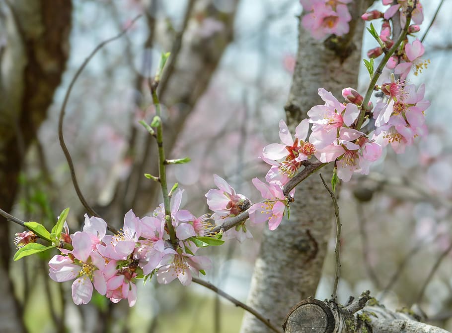 flower, tree, branch, flora, nature, garden, springtime, almond HD wallpaper