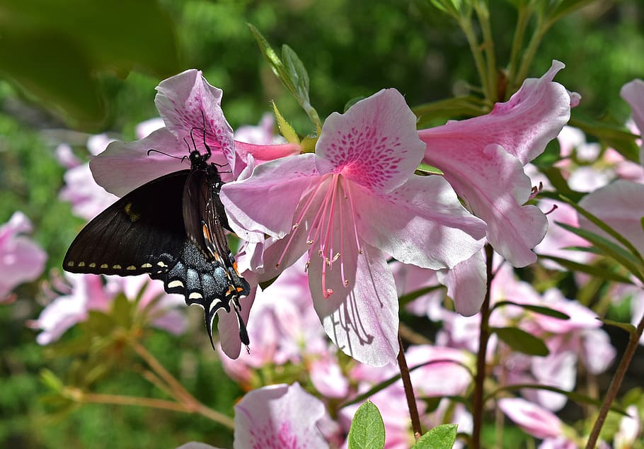 black butterfly on pink flower, butterfly in azalea, swallowtail butterfly, HD wallpaper