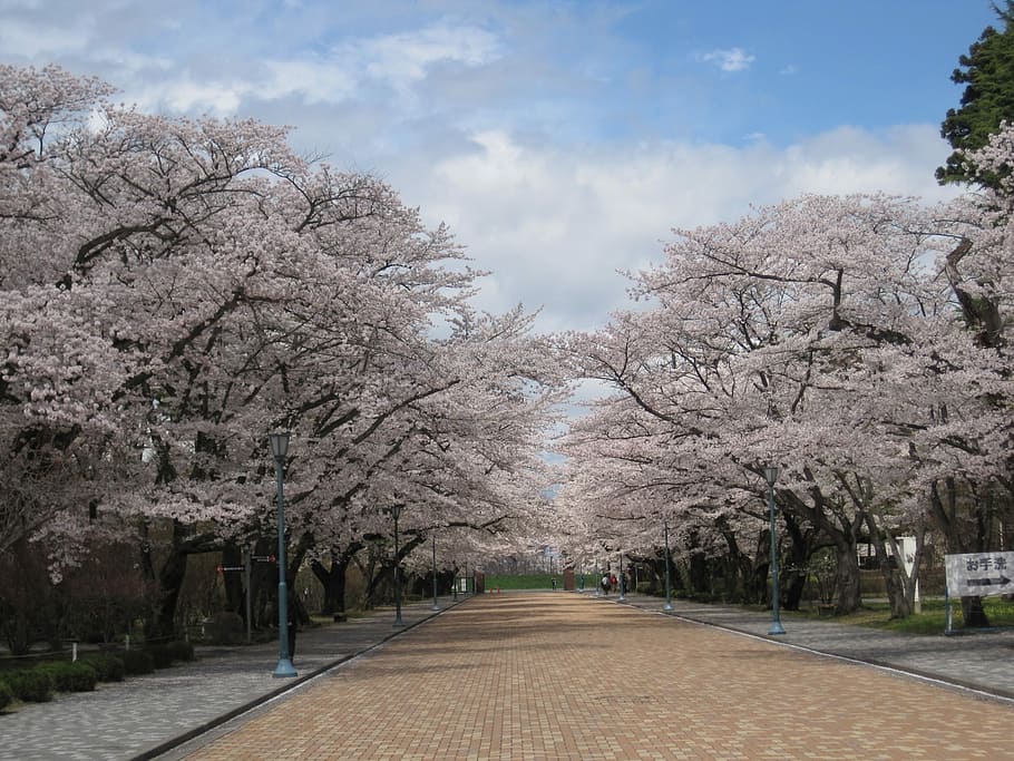 photo of pink Cherry Blossom trees with brown road during daytime HD wallpaper