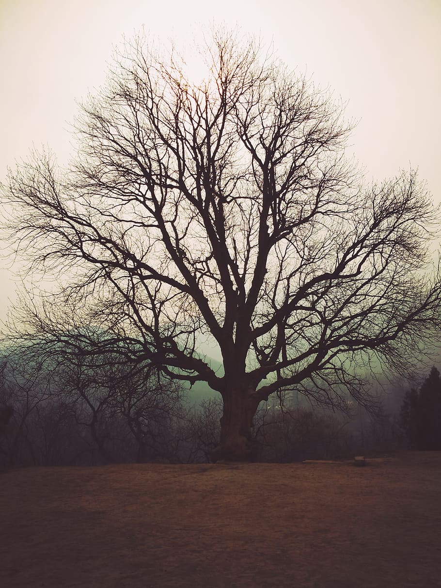 Zen, Tree, Empty, bare tree, tranquility, nature, branch, winter HD wallpaper
