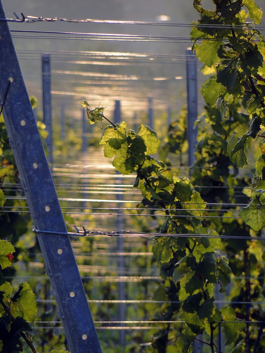 vines, winegrowing, grapes, vines stock, rebstock, bright, agriculture HD wallpaper