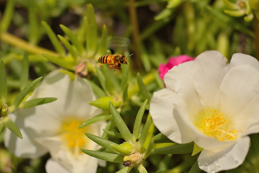 bee, insects, pollination, flower, flowering plant, fragility HD wallpaper