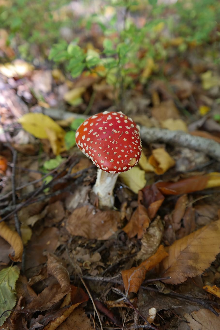 fly agaric, mushroom, toxic, red, spotted, amanita muscaria HD wallpaper
