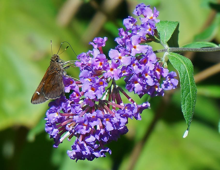 clouded skipper, butterfly, insect, animal, nature, garden HD wallpaper