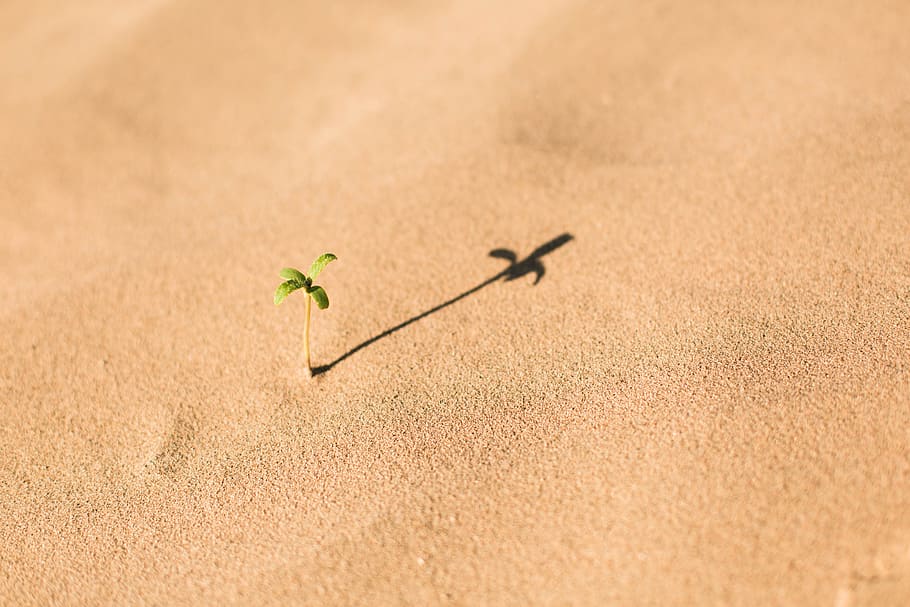 green leaf plant on brown sand during daytime, sprout on soil HD wallpaper