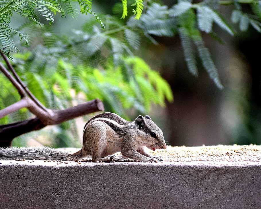 animals, nature, squirrel, natural, wild, wildlife, mammal HD wallpaper