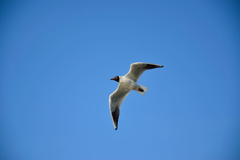 seagull, bird, flight, nature, wings, sky, animals, pen, wild birds HD wallpaper