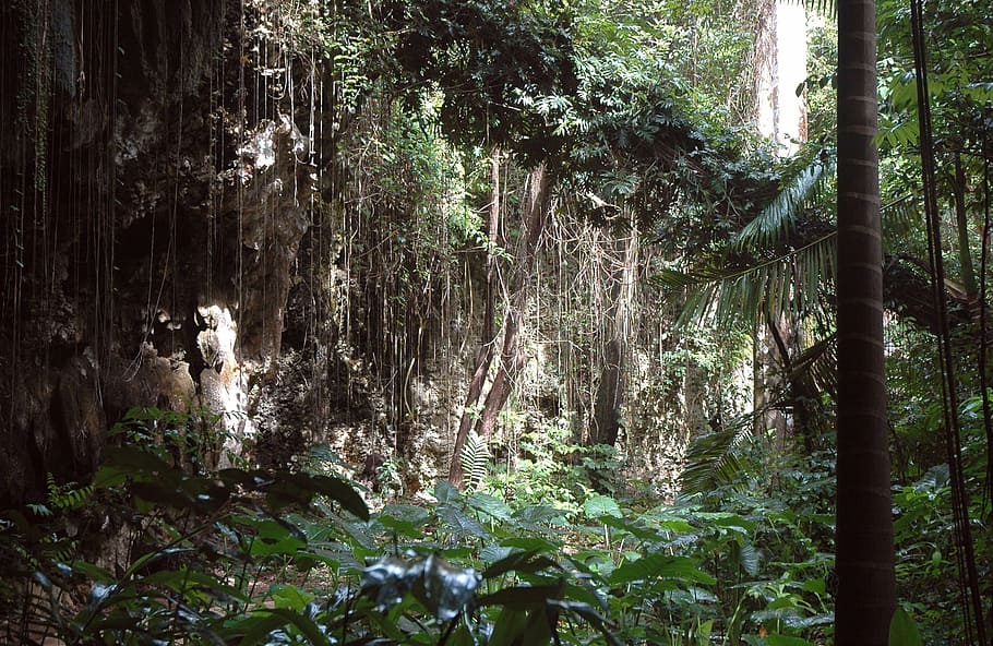 forest photo, jungle, barbados, vines, tree, organic, agriculture