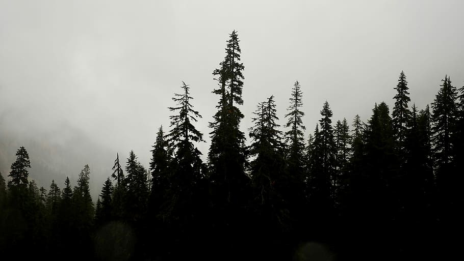 silhouette photo of tall trees, forest, nature, valley, wilderness HD wallpaper