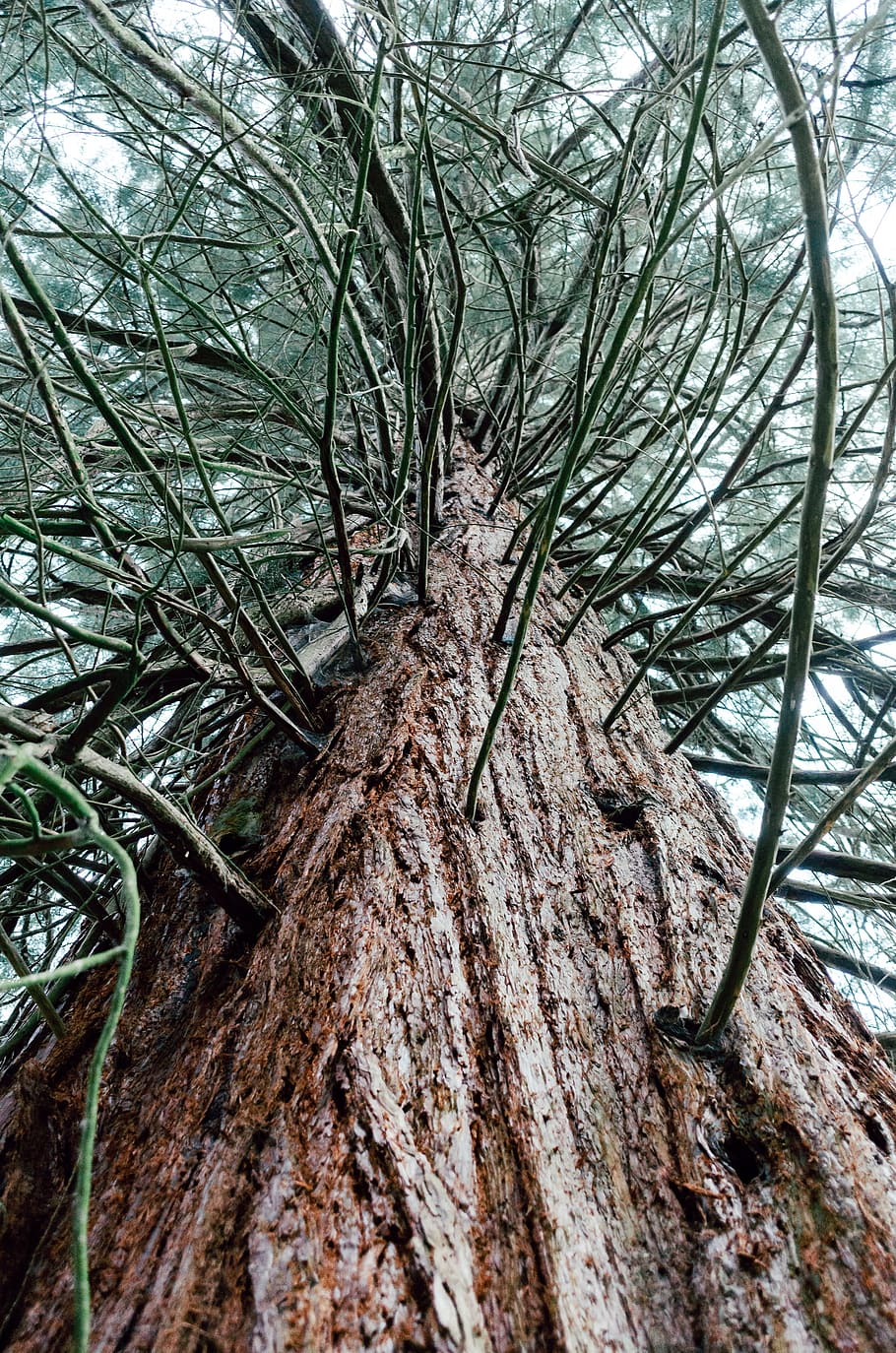 Sequoia tree, nature, branch, forest, plant, tree Trunk, outdoors HD wallpaper
