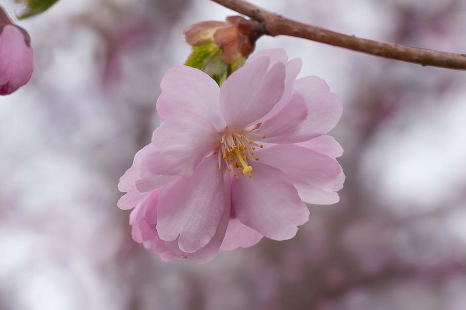 cherry blossoms, flower, inflorescence, pink, nature, spring HD wallpaper