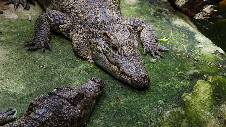 Crocodiles, Rest, Meeting, Reptile, animal, wildlife, alligator, HD wallpaper