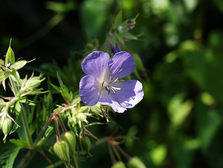 Blossom, Bloom, Weed, Close, blue, meadow, summer, flower, nature HD wallpaper
