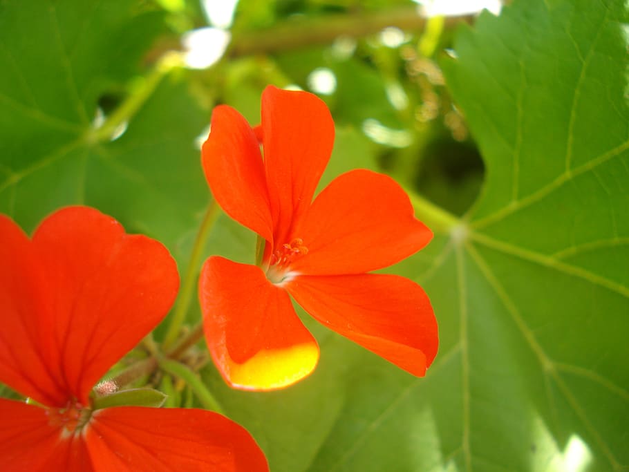 flower, macro, red, plant, flowering plant, beauty in nature HD wallpaper