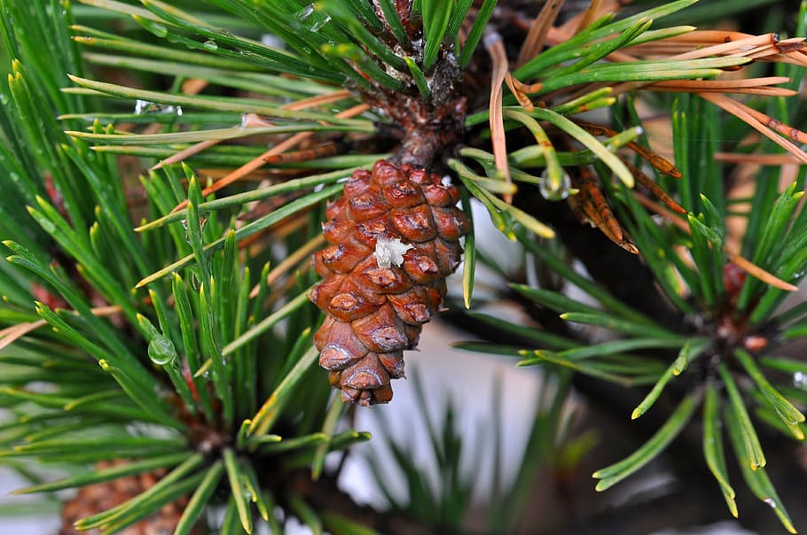 Tap, Conifer, Pine Cone, pine cones, pine branch, needles, tree HD wallpaper