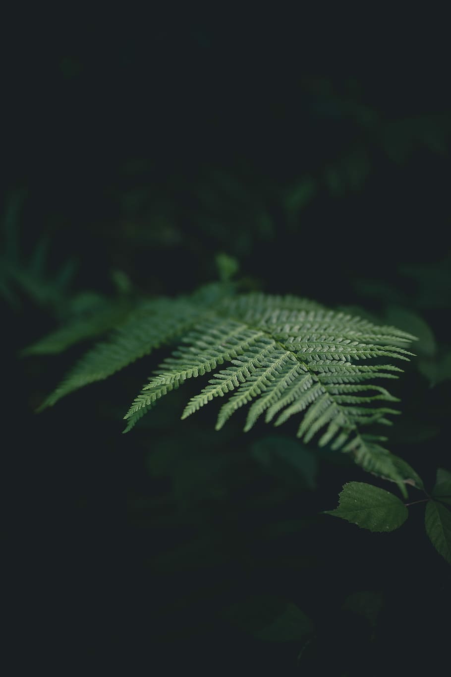 green leafed plant, selective focus photography of Boston fern HD wallpaper