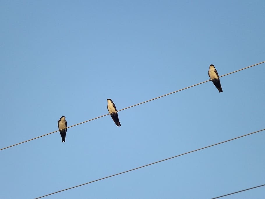 Bird, Swallows, birdie, sky, blue, outdoors, cable, clear sky HD wallpaper